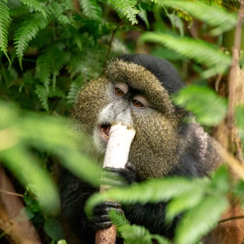 4-Day Gorillas and Golden Monkeys Safari