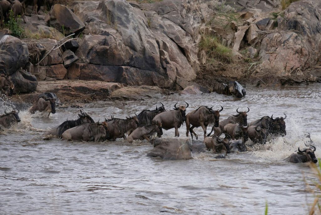 Wildebeest Migration Safari