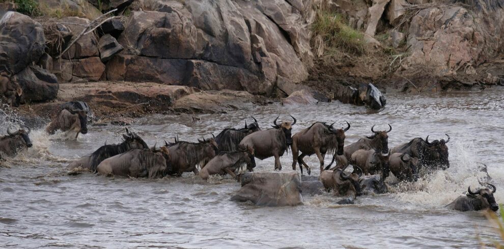 Wildebeest Migration Safari
