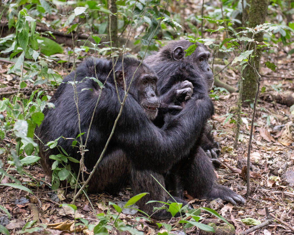 14-Day Uganda Gorilla Safari