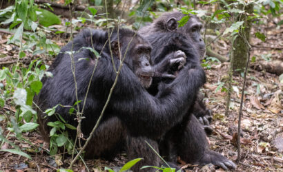 14-Day Uganda Gorilla Safari