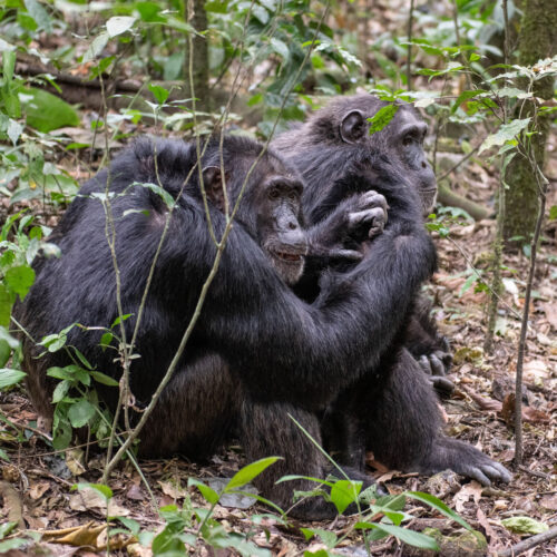 14-Day Uganda Gorilla Safari