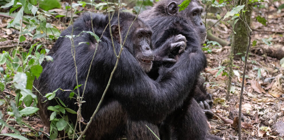 14-Day Uganda Gorilla Safari