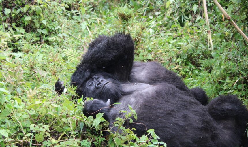 Best Time for Gorilla Trekking in Uganda: Complete Safari Guide