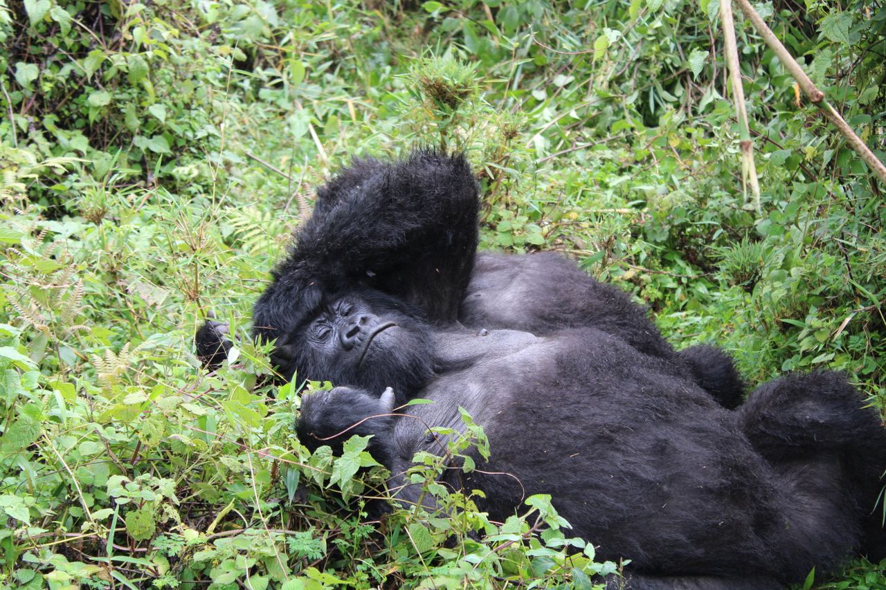 Best Time for Gorilla Trekking in Uganda