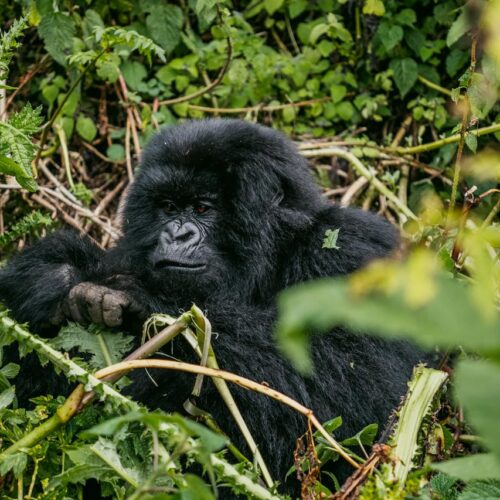 Gorilla Trekking