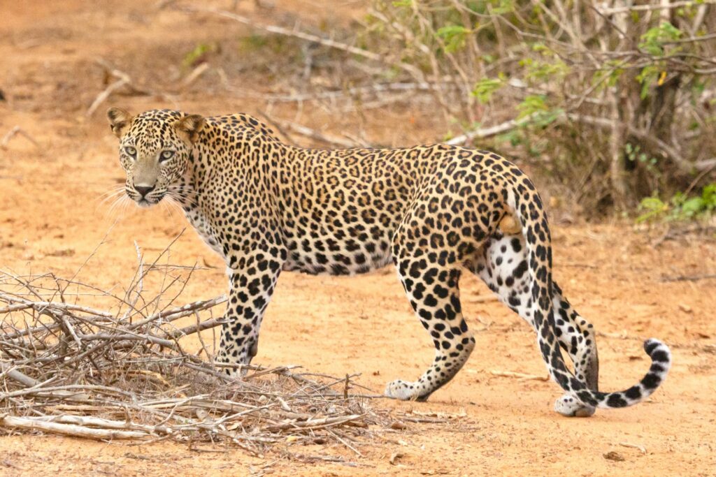 Uganda Safari & Gorilla Trekking