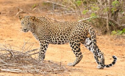 Uganda Safari & Gorilla Trekking
