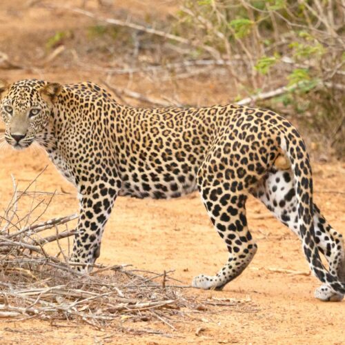 Uganda Safari & Gorilla Trekking