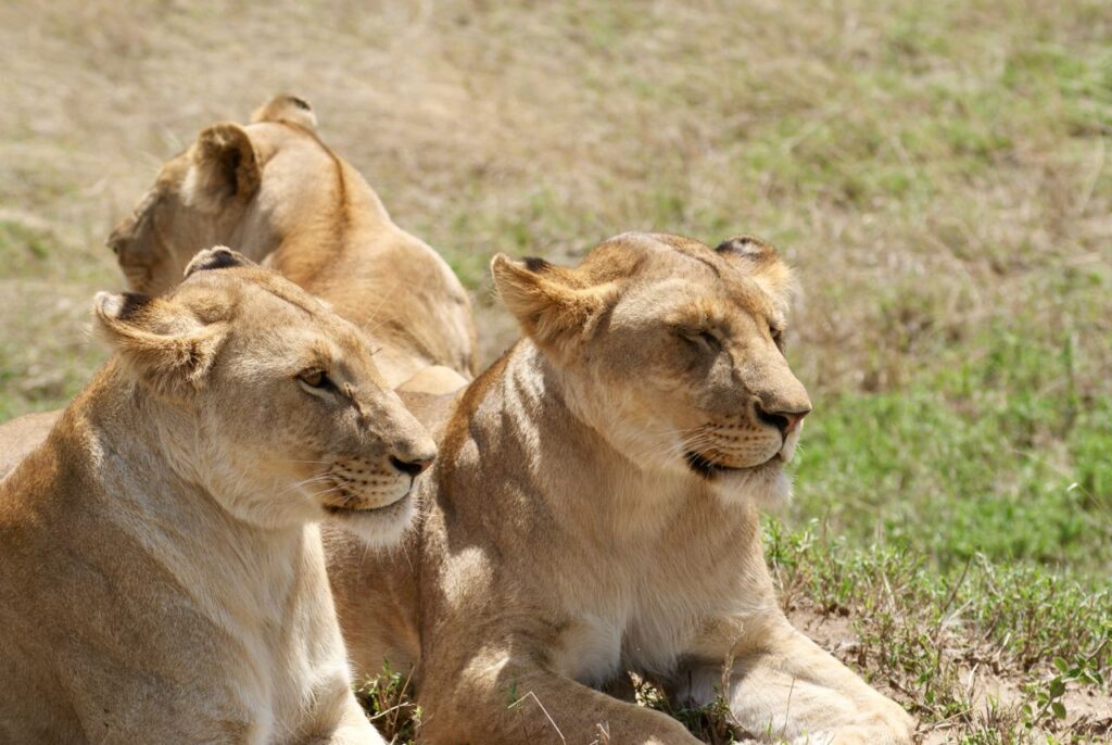 Uganda Luxury Safari Tour
