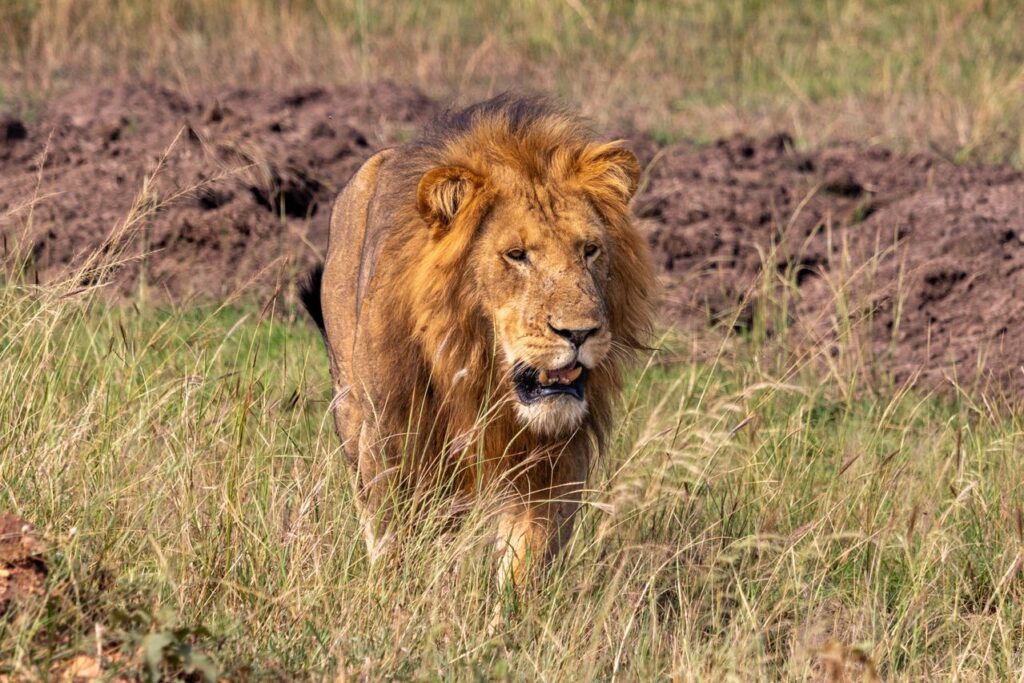Murchison Falls Safari Uganda