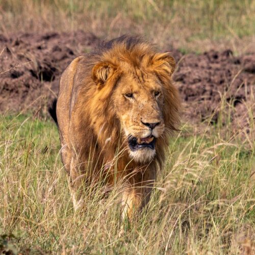 Murchison Falls Safari Uganda