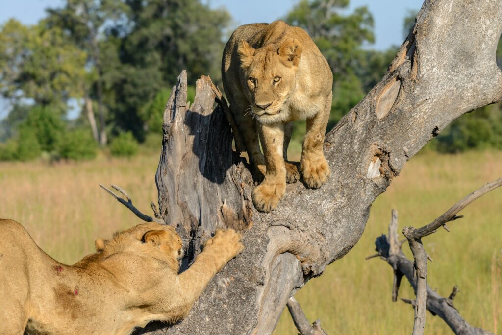 3-Day Queen Elizabeth National Park Safari
