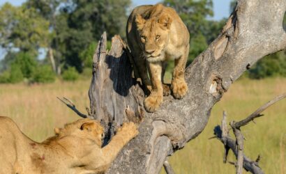 3-Day Queen Elizabeth National Park Safari