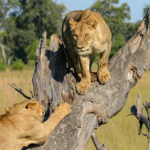 3-Day Queen Elizabeth National Park Safari