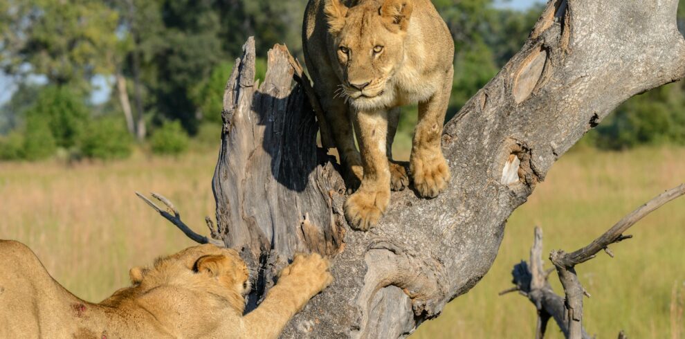3-Day Queen Elizabeth National Park Safari
