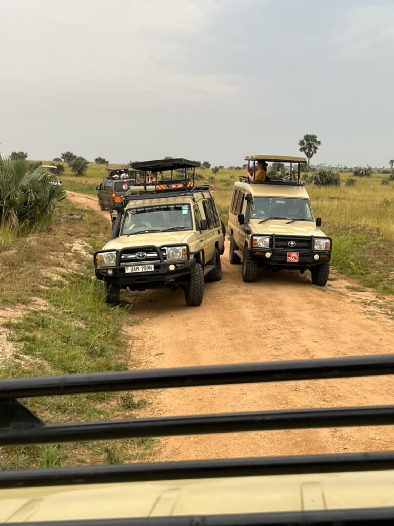 Uganda Gorilla Trekking Safaris