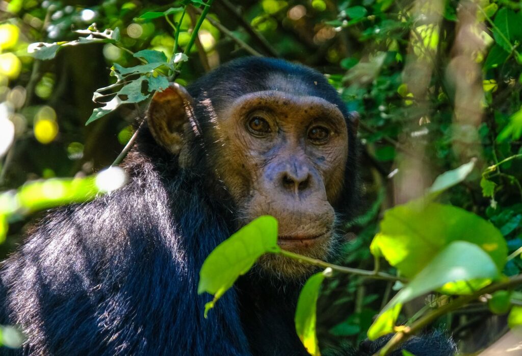 Kibale Chimpanzee Trekking Safari