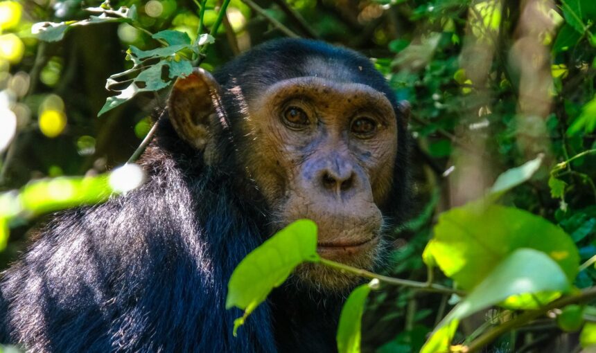 Kibale National Park – Uganda’s Primate Paradise
