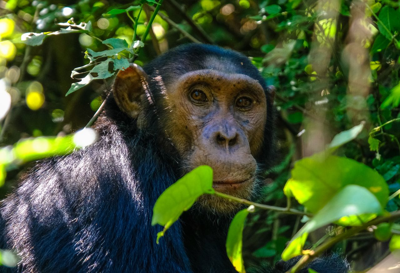 Kibale Chimpanzee Trekking Safari
