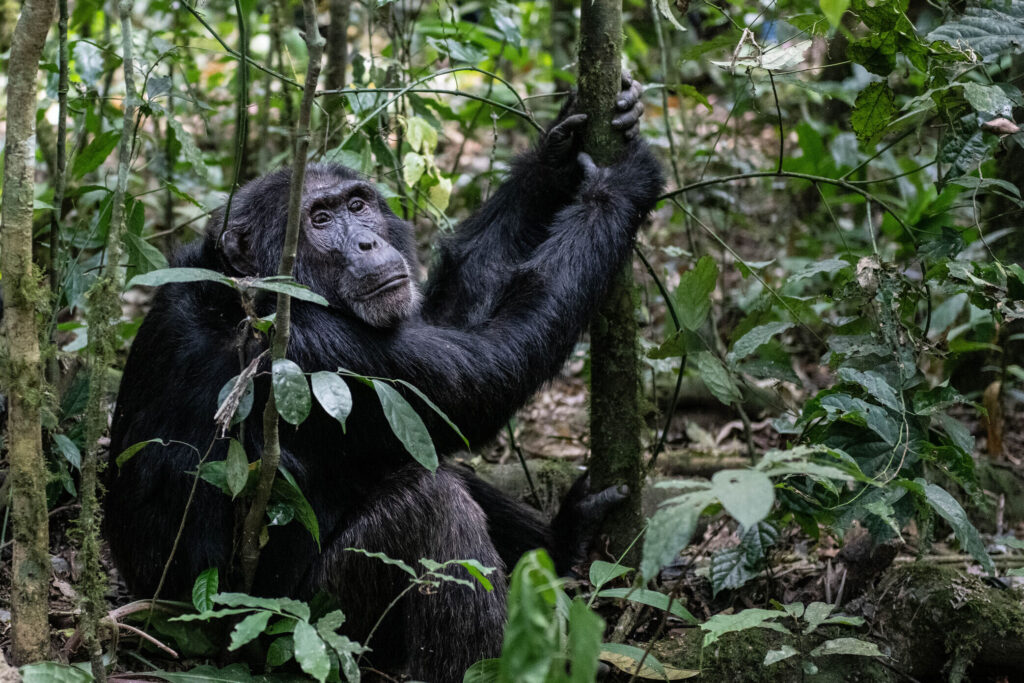Uganda Gorilla Safari