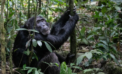 Uganda Gorilla Safari