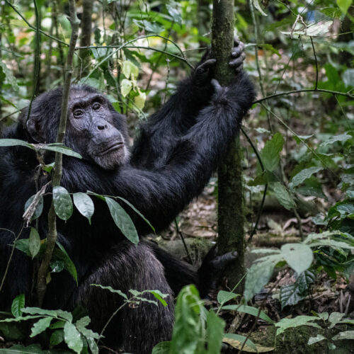 Uganda Gorilla Safari