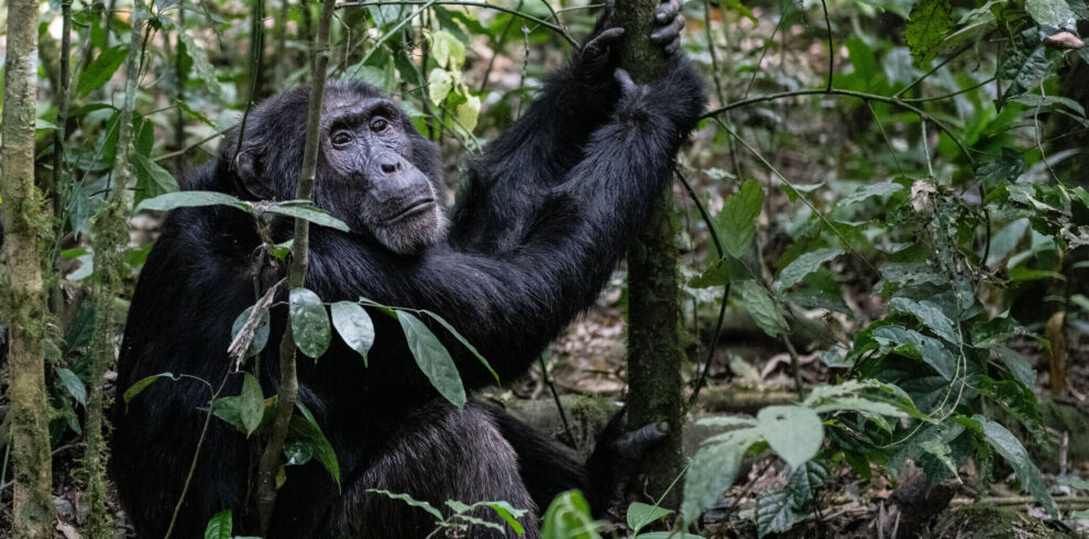 Uganda Gorilla Safari
