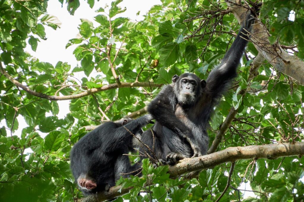 Kibale National Park