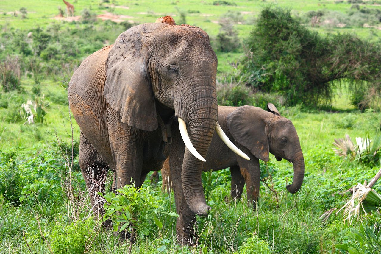 Murchison Falls National Park Safaris