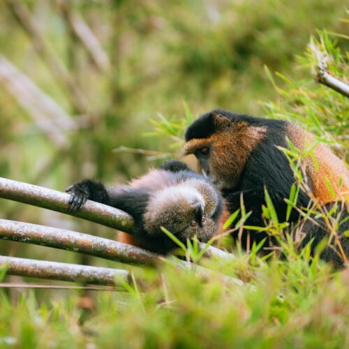 Golden Monkeys Safari