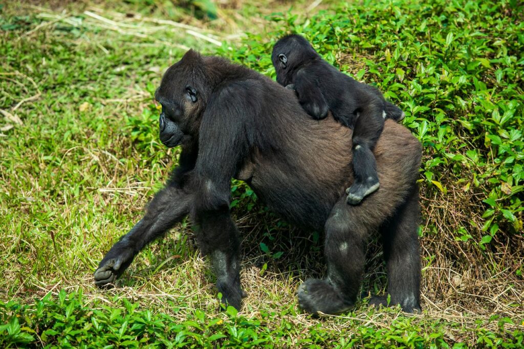 15-Day Uganda Classic Safari