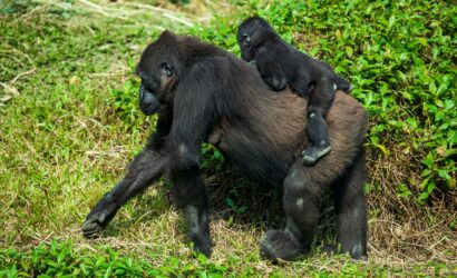 15-Day Uganda Classic Safari