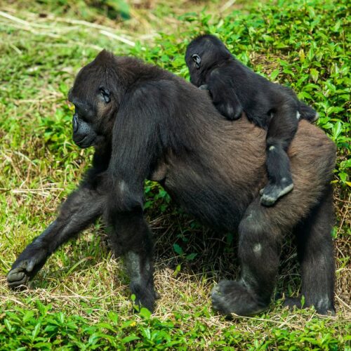 15-Day Uganda Classic Safari
