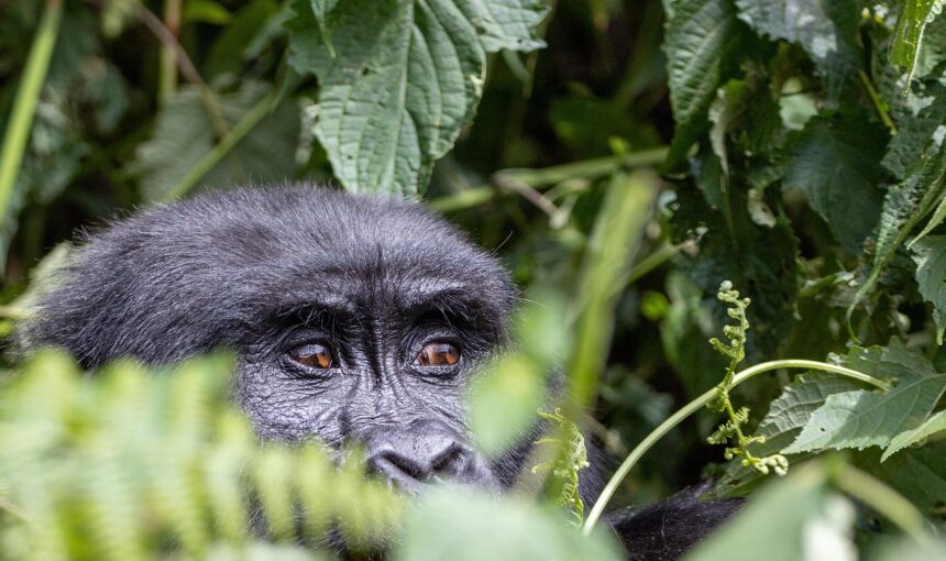 Gorilla Trekking in Uganda: The Ultimate Guide (2026)