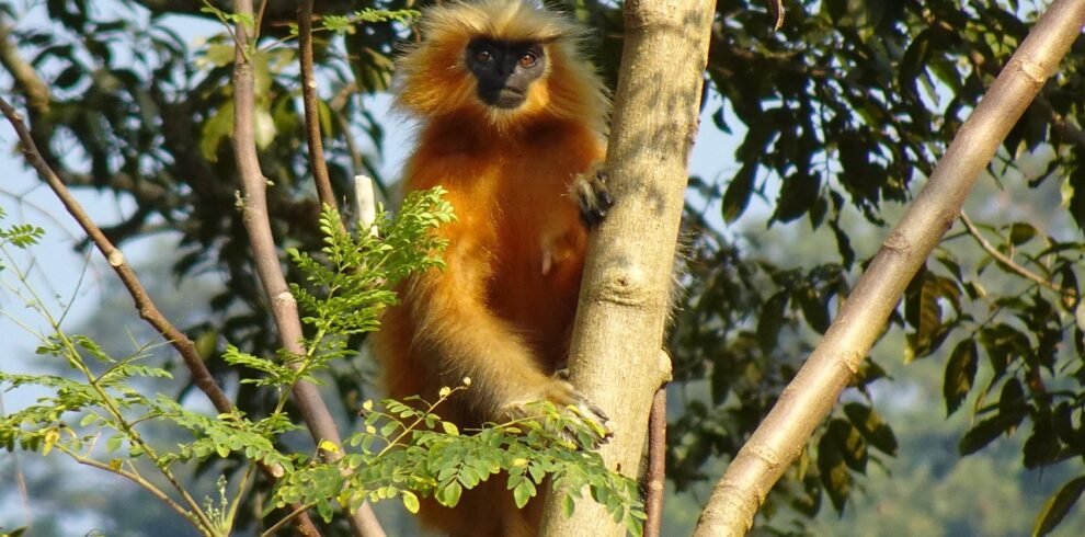 3 Day Uganda Gorilla Trekking Safari